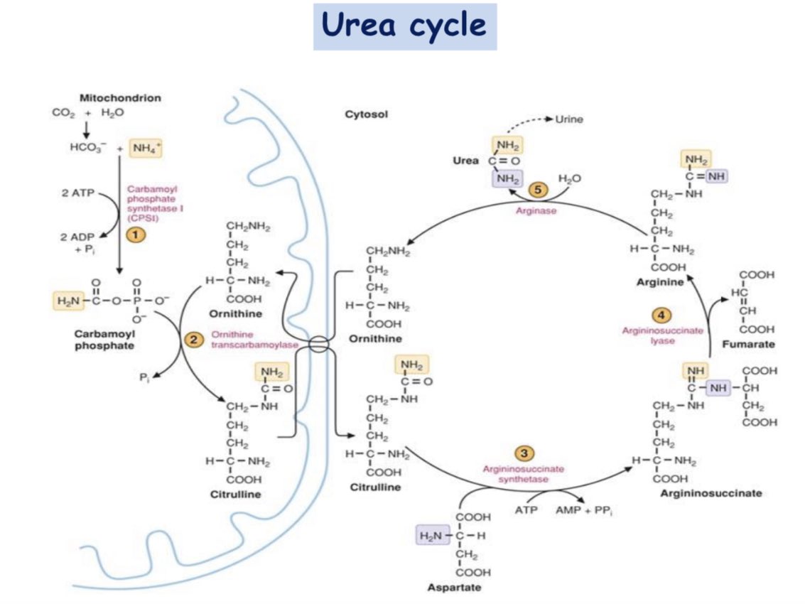 biochemfuture's tweet image. Q.กระบวนการสลายกรดอะมิโน จำเป็นต้องผ่าน transmination ก่อนหรือไหม??

A: ไม่จำเป็น มีกรดอะมิโนบางชนิด สารมารถเกิดกระบวนการ deamination ได้โดยตรง โดยไม่จำเป็นต้องผ่าน transamination มาก่อน อาศัยเอนไซม์ L-amino acid oxidase แต่ pathway นี้ในคนยังไม่ทราบแน่ชัด
#aminoacids #metabolism
