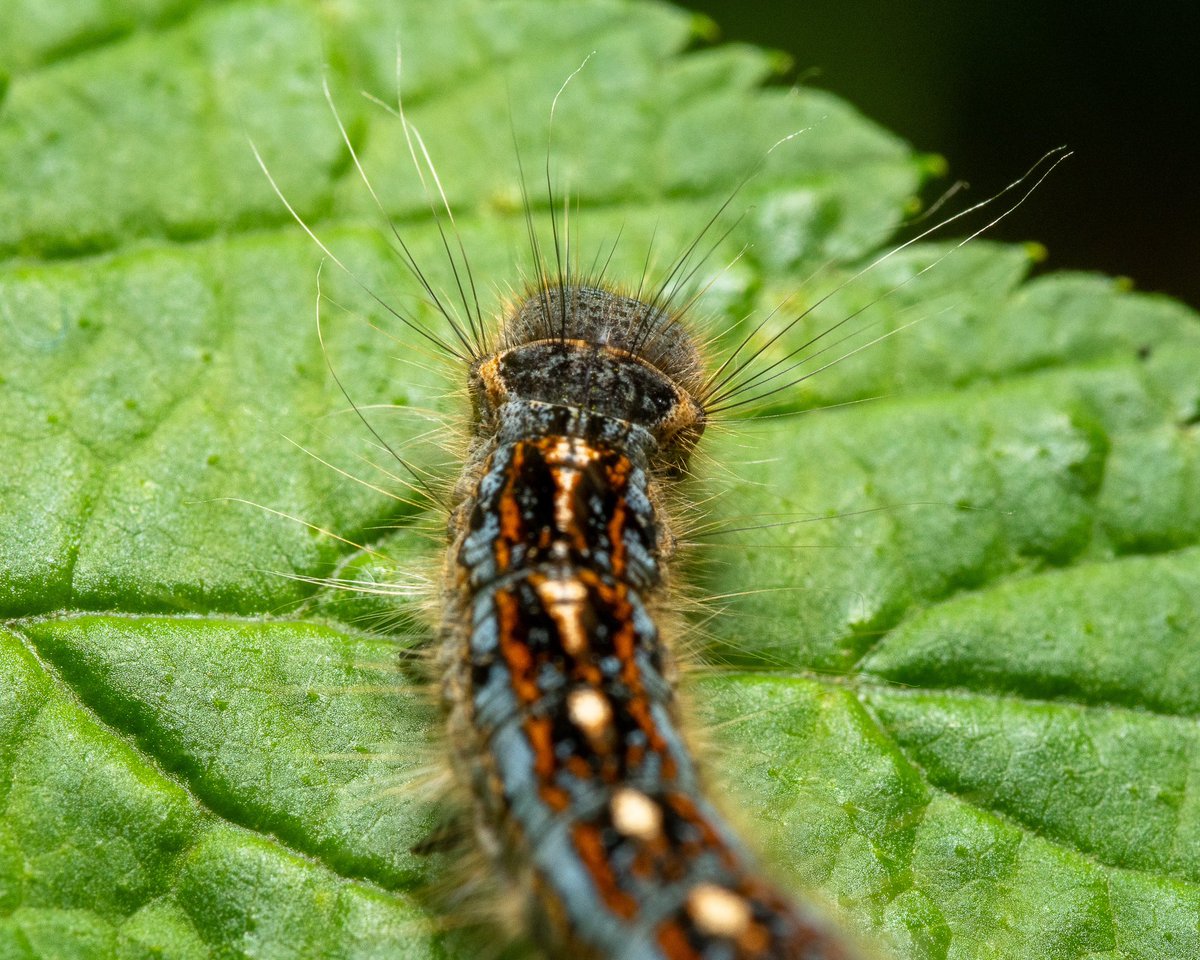 iain_ms's tweet photo. @MrWhoCapture @earthcurated @earth @ithefelizer @viewbug @NatGeoPhotos @NatGeoIndia @photography Forest Tent Caterpillar 🐛 https://t.co/1JwXWkox5F