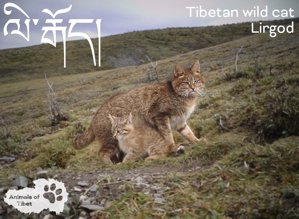 SaveTibetOrg's tweet photo. No, this is not a meme. It’s the Tibetan wild cat, the Lirgod (ལི་རྒོད།)!

It’s also not the “Chinese mountain cat” or the “Chinese desert cat,” as it’s often erroneously called. This pretty kitty is found not in China but only on the #Tibetan Plateau #AnimalsOfTibet https://t.co/m0QBFor5qR