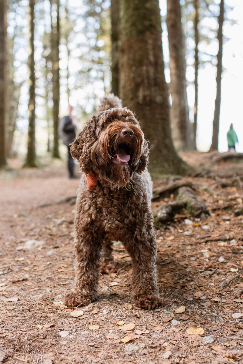 purplerain116's tweet photo. Have some doggy spam ๐๐ฅฐ๐๐ฅฐ๐ my Tilly we've had her 4 years yesterday ๐๐๐๐๐๐
#cockapoo #F1B https://t.co/dabEwQCjjl