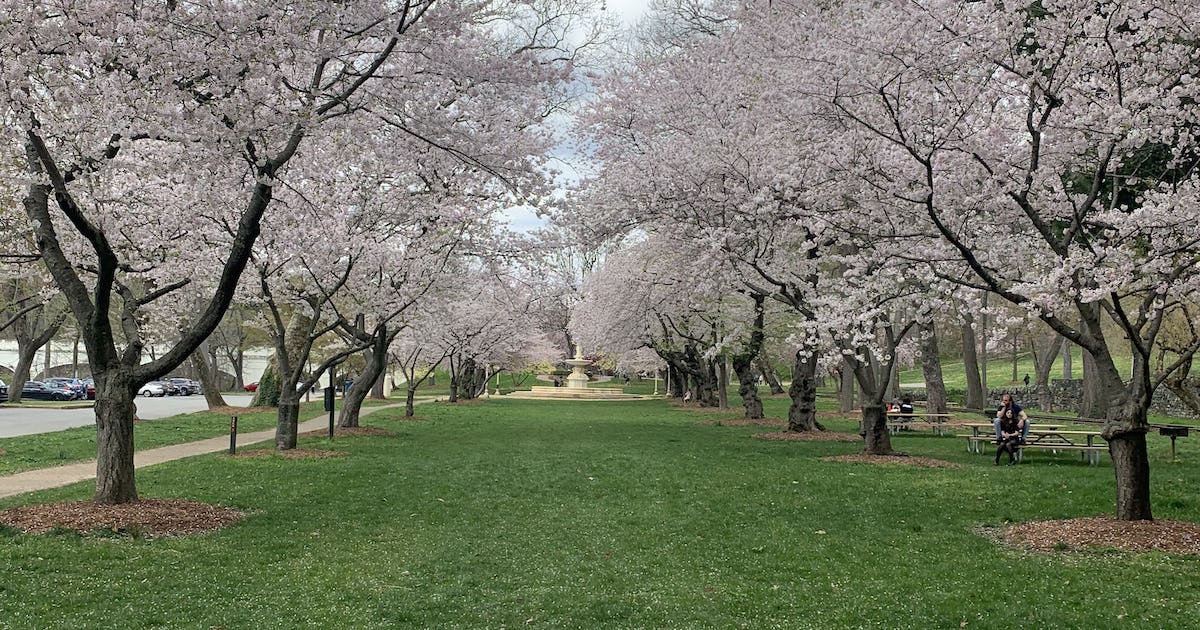 localBuddygo's tweet image. 🤣 "Delaware Delights" await in Wilmington! 🍀 Stroll through "Brandywine Park" 🌳🌷 and let Local Buddy guide you to this serene green escape! 🗺️ #ParkPerfection #WilmingtonWonders #LocalBuddyApp 🚶‍♂️🍃😄