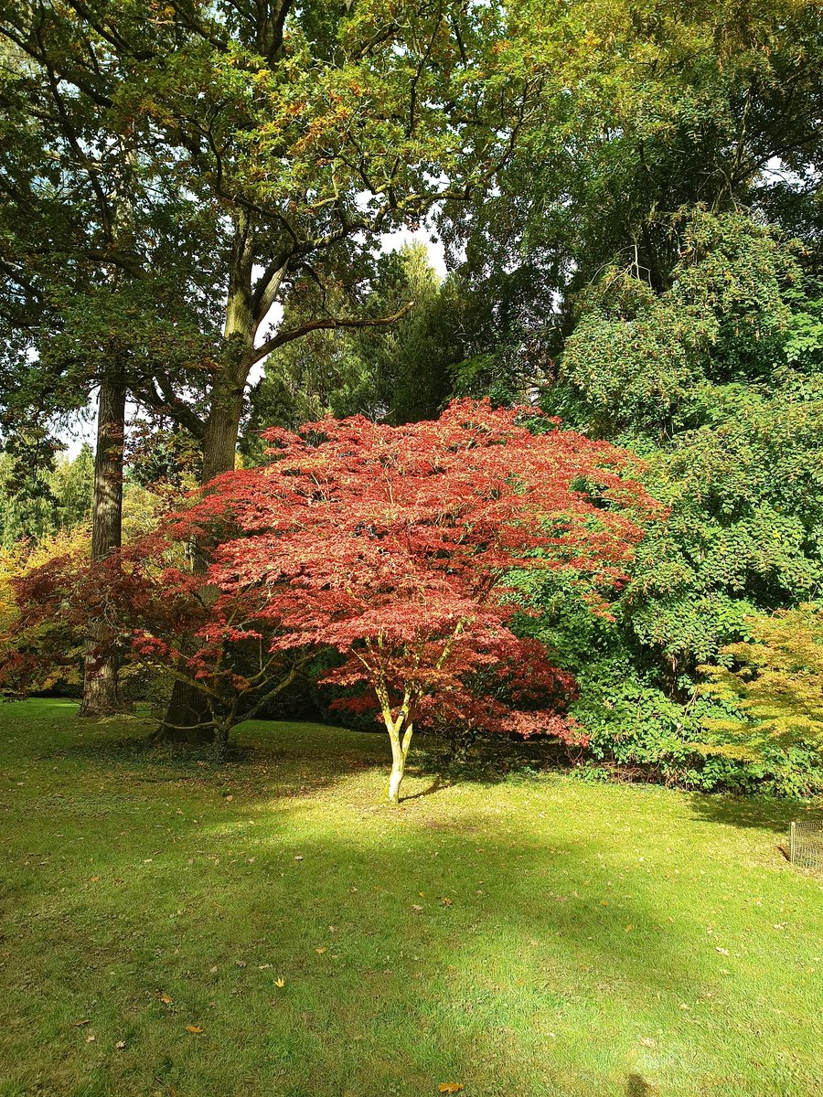 Some lovely autumn colours @WestonbirtArb today.