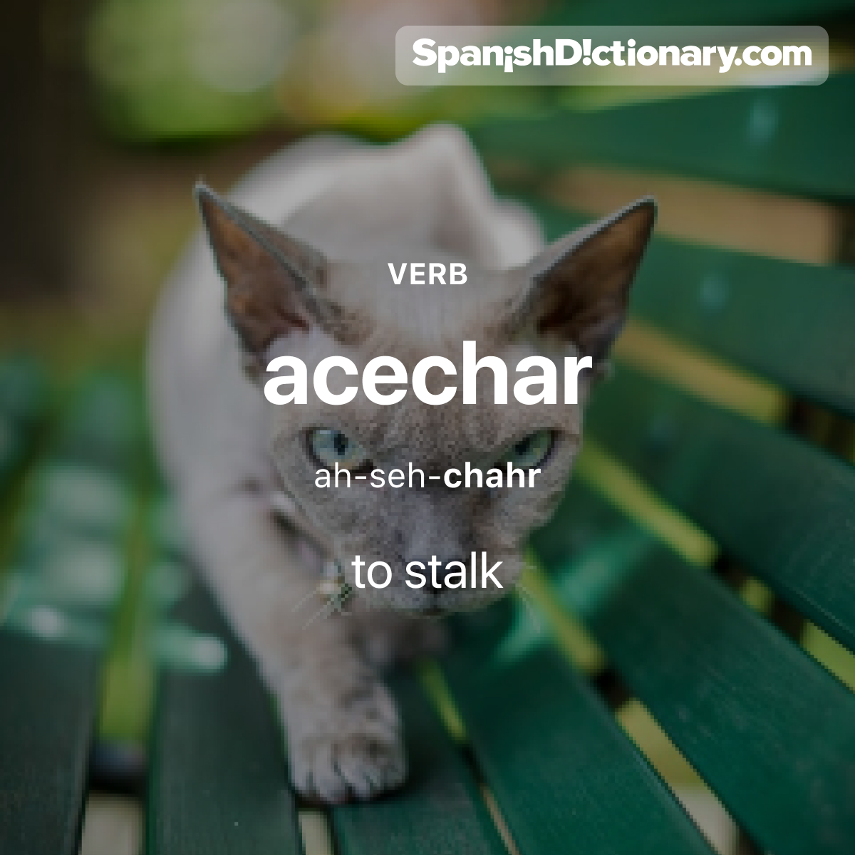 SpanishDict's tweet photo. Today's #WordOfTheDay is "acechar." 🐆 For example: El gato estaba acechando a su presa. - The cat was stalking its prey.
.
.
.
#EstudiaEspañol #StudySpanish #AprendeEspañol #LearnSpanish #Español #Spanish #LearningSpanish #PalabraDelDia #acechar https://t.co/5kAyzUFL0W