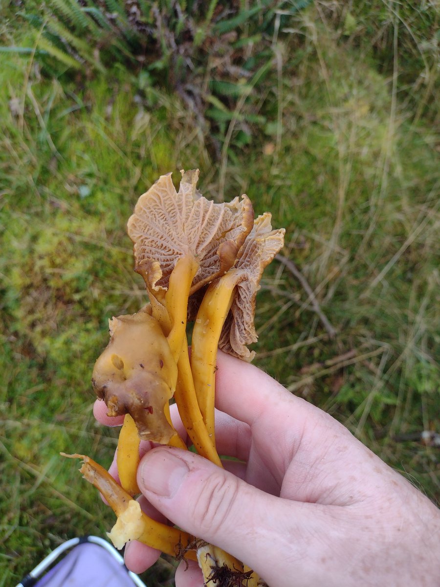 Always pleased to find these ❤️ winter chanterelles in Scotland today.