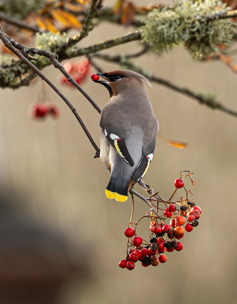 The classic pose #bohemianwxwing #waxwing <a href="/UpperForthBirds/">UpperForth Bird News</a> <a href="/ScottishBirding/">The SOC</a>