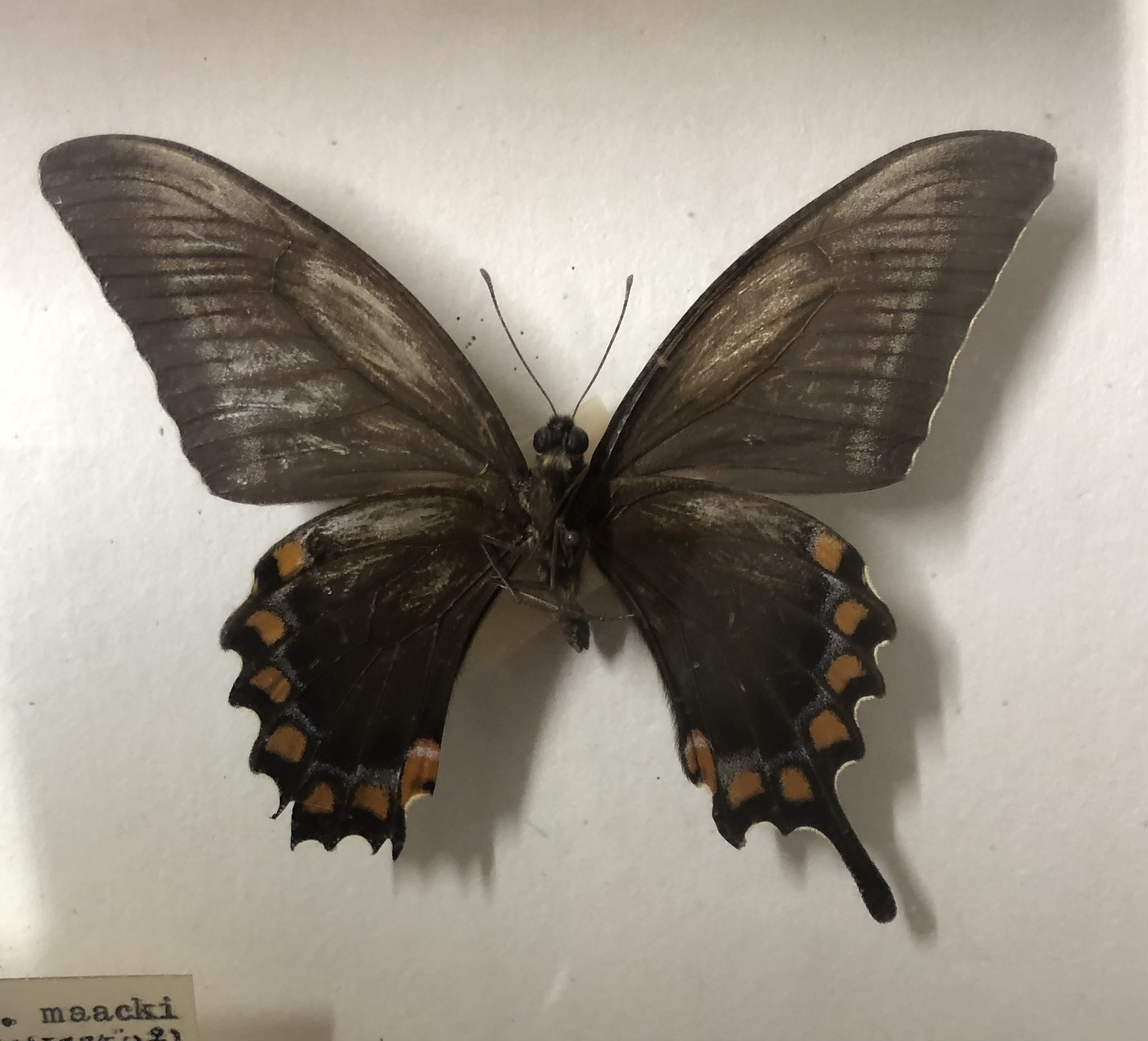 コエポン‼️珍中国産ミヤマカラスアゲハ ♂♀ペア ミヤマカラスアゲハ♀？ | GANREF