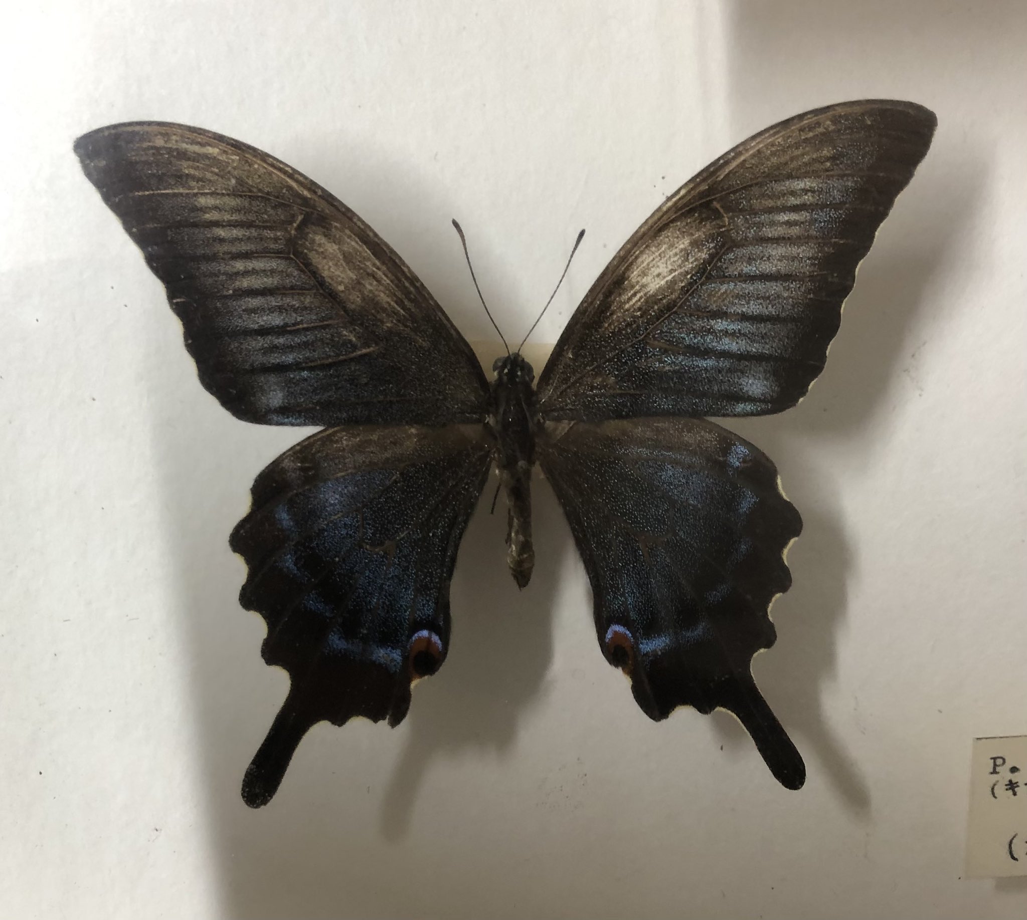 コエポン‼️珍中国産ミヤマカラスアゲハ ♂♀ペア ミヤマカラスアゲハ♀？ | GANREF