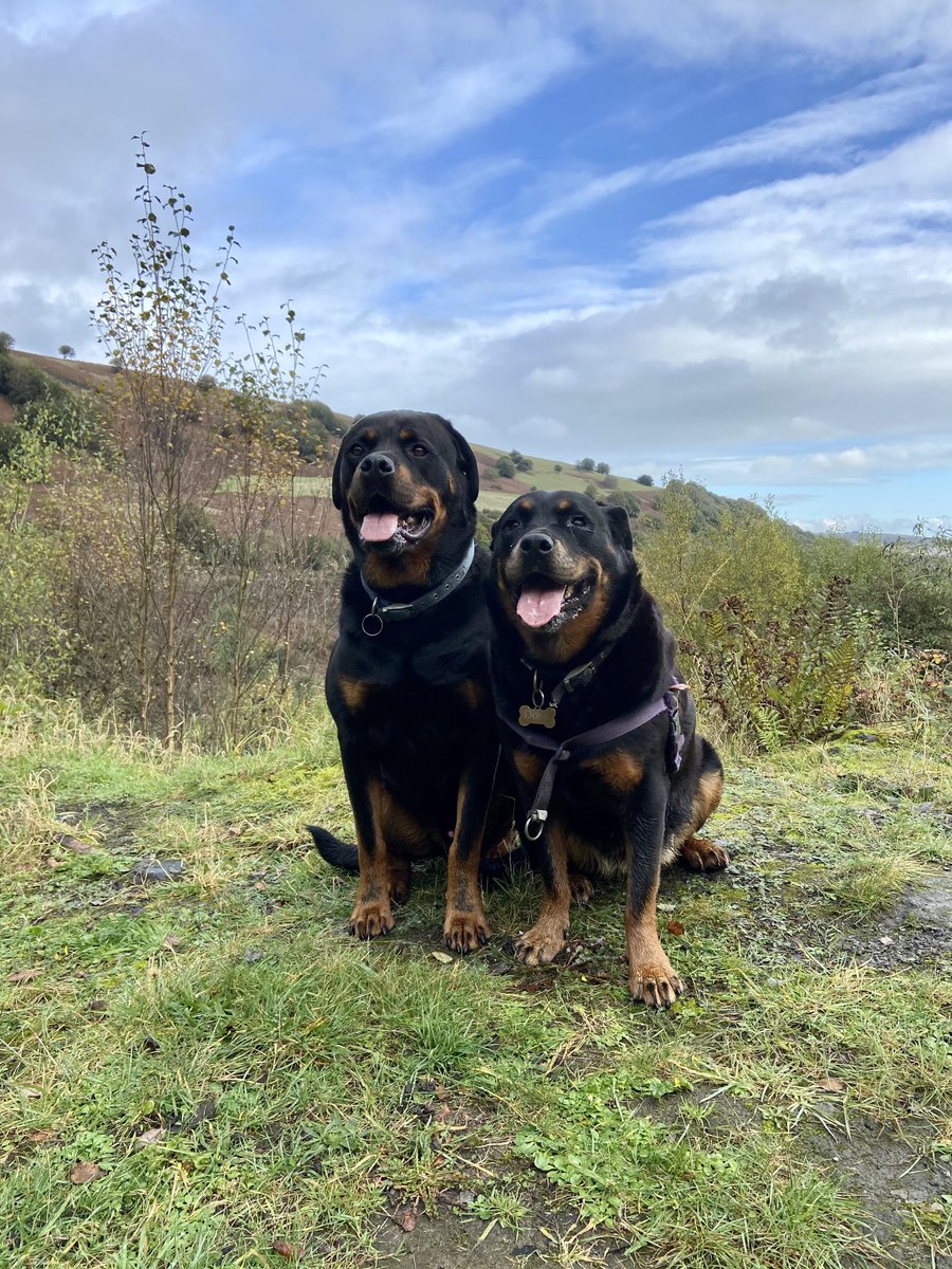 Happy chappies are us ! 💗❤️💝 
#rottie #rottweiler