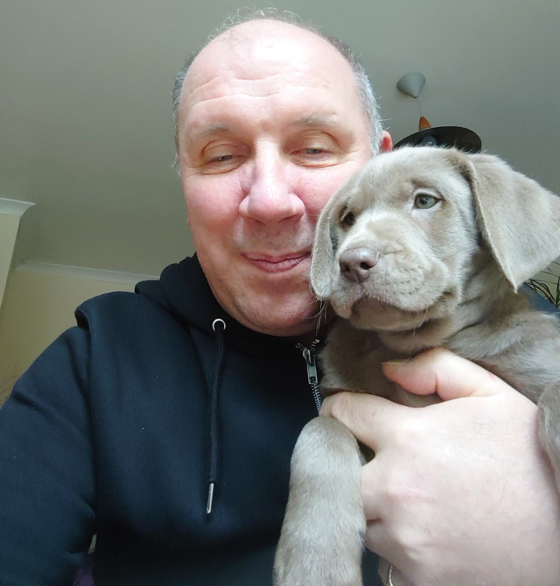 jeremyhooke's tweet image. Say hello to Mums new friend an 8 week old Silver Labrador boy , with the Kennel Club Pedigree registered name of Loop Fighter. 
Mum is looking for an 'everyday' name, any suggestions please ? #silverlabrador #labrador #silverlab #labradorretriever #silverlabsofinstagram