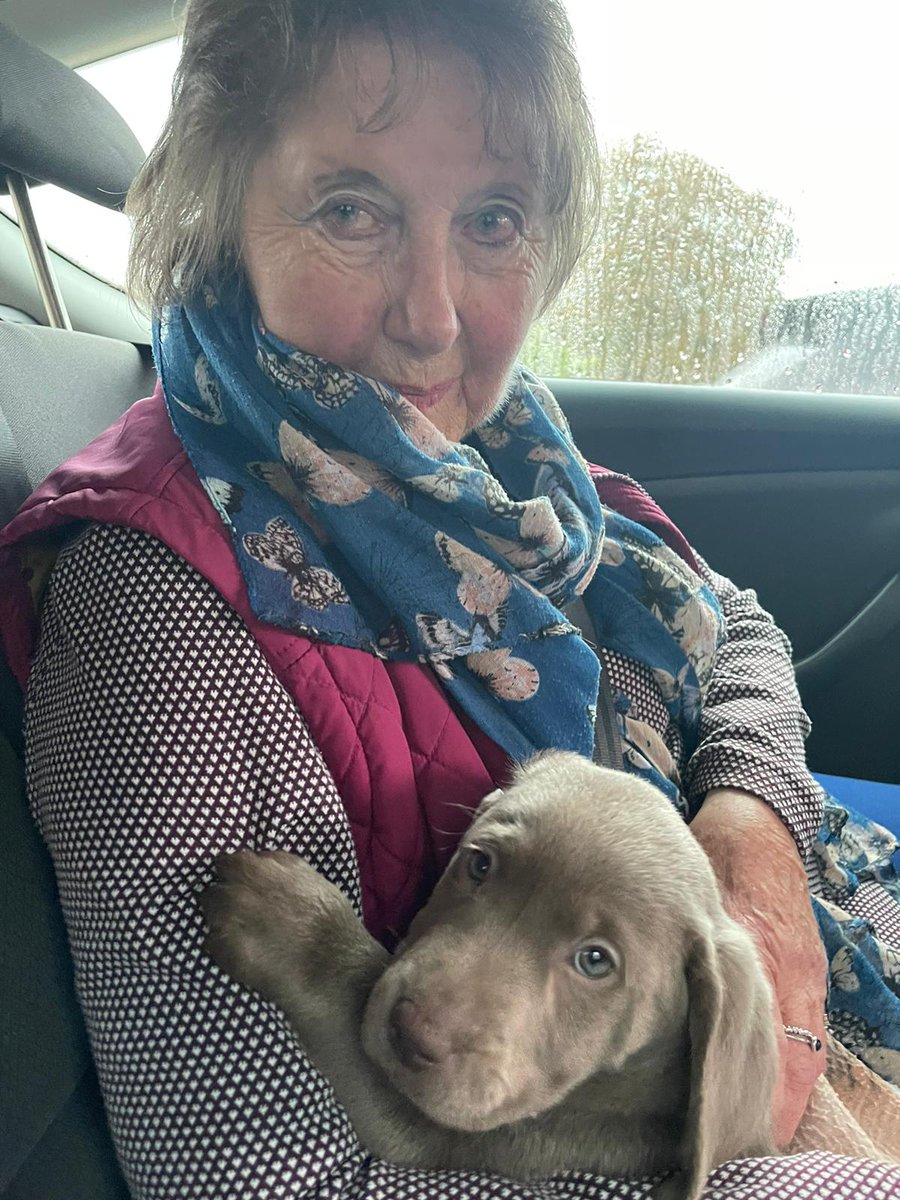 jeremyhooke's tweet image. Say hello to Mums new friend an 8 week old Silver Labrador boy , with the Kennel Club Pedigree registered name of Loop Fighter. 
Mum is looking for an 'everyday' name, any suggestions please ? #silverlabrador #labrador #silverlab #labradorretriever #silverlabsofinstagram