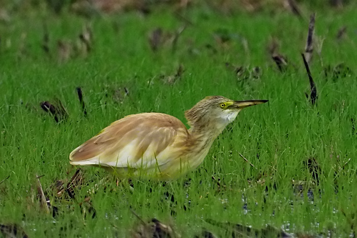 Finally, after 5 visits, great views 13:00hrs of the 1stW Squacco Heron on wet stubble-field next to Walton Carp Fishery by South Drain Bridge on Sharpham Lane (just south of Ham Wall). Should have good video when edited. Good to see some birding friends @GaryBoiler @afmears etc.