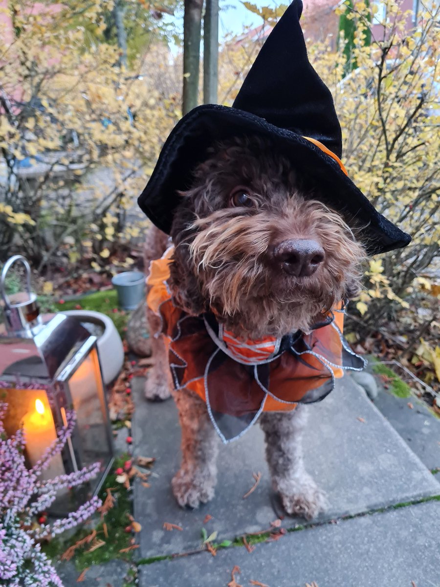 Karkki vai kepponen? Ovella tervehditty jo yli 60 eri näköistä "hirvitystä" 👻🕷🕸👹💀👽👾🙀  <a href="/VantaanKaupunki/">Vantaan kaupunki</a> 
#Halloween2023 #trickortreat