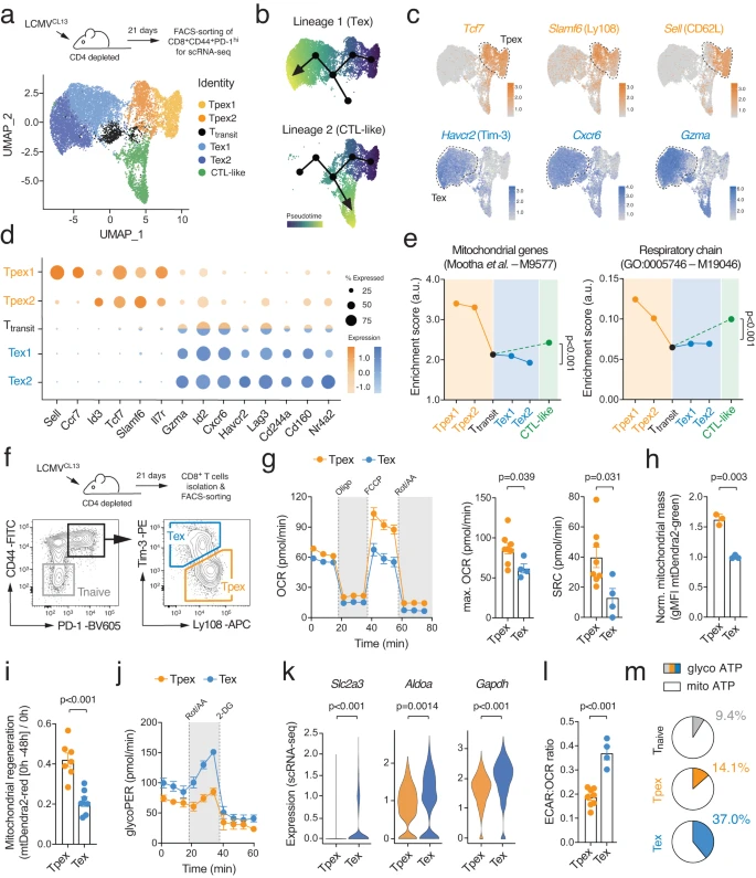 Mitochondrial dysfunction causes redox stress that inhibits proteasomal degradation of HIF-1α to promote the transcriptional and metabolic programming of terminally exhausted T cells
nature.com/articles/s4146…