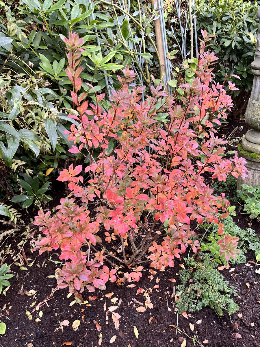 Azalea ‘on fire’ in the White border.