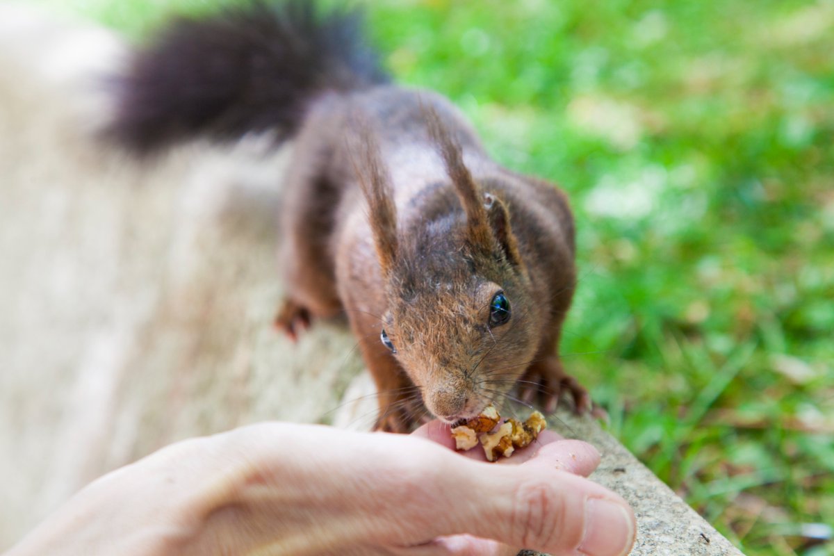laMartu30's tweet photo. @Soriaestademoda @spain @cylexcelente ¡Sí! Más de una vez he conseguido hacerles una sesión de fotos. Previo "pago" con nueces, claro. 😂🐿️
#alamedadecervantes #soria #ardilla 🐿 #soriaestademoda #chipychop #squirrel https://t.co/SGKNwli6pG