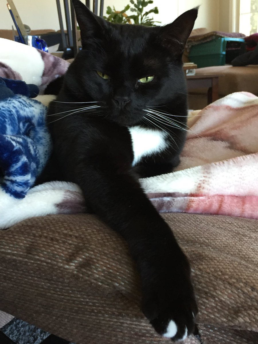 GMarasciullo's tweet image. Happy #caturday #catsoftwitter #catsoffacebook #catsofinstagraham #catsoftiktok Love Bambino 😻🙀