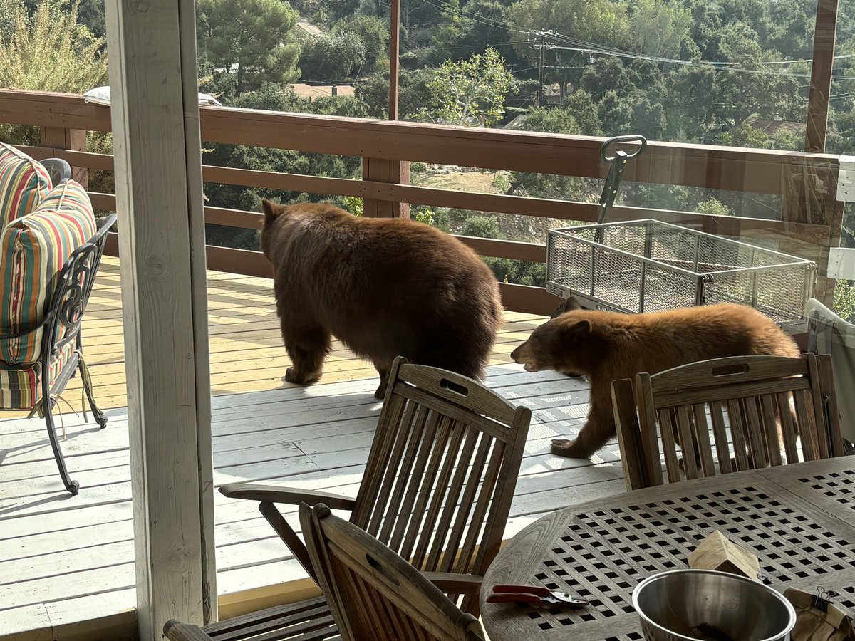 MandM_System's tweet image. A mother bear and her cub paid us a visit yesterday. I think she was teaching them where to look for food around houses. We don’t leave things out because when they find something they make a terrible mess and we don’t like cleaning it up. We might make a bath for them though.