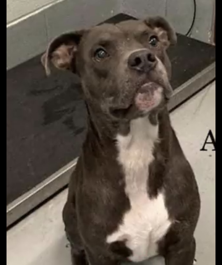 Handsome BRUCE #A360107 #CorpusChristiTX just a 2yo listed  to die given a deadly 💉 on 11/12 BRUCE will die in agonising pain ! his very friendly with 🐕👱‍♀️👨🏻‍🦰. Petrified at the shelter 😱PLEDGES will find him a foster rescue or can be adopted rescue is ccacsrescues@cctexas.com 💉