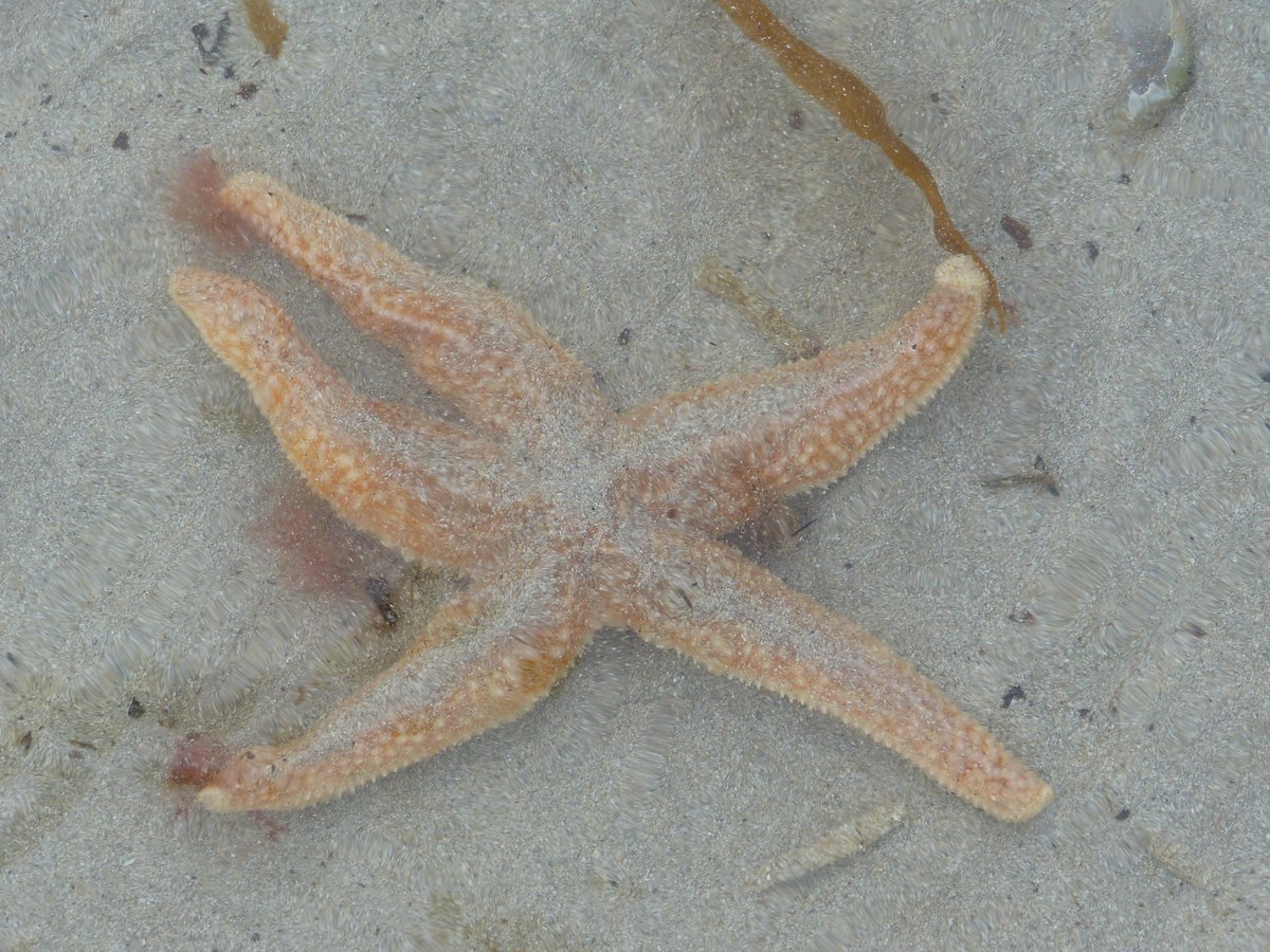 Northern Light (@hjalmar_bjorge) on Twitter photo We all love beachcombing and rockpooling. You never know what you're going to find in the Hebrides, that's half the fun! Here some amazingly beautiful Beadlet and Snakelocks Anemones, and a stranded Sea Urchin and Starfish. #8outof10bats <a href="/8outof10bats/">8 Out Of 10 Bats</a> <a href="/mcsuk/">Marine Conservation Society</a> We all love beachcombing and rockpooling. You never know what you're going to find in the Hebrides, that's half the fun! Here some amazingly beautiful Beadlet and Snakelocks Anemones, and a stranded Sea Urchin and Starfish. #8outof10bats <a href="/8outof10bats/">8 Out Of 10 Bats</a> <a href="/mcsuk/">Marine Conservation Society</a>