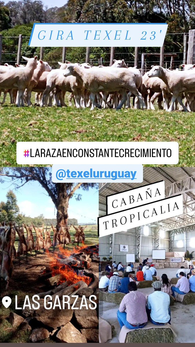 Gira Texel en Cabaña Tropicalia
#larazaenconstantecrecimiento