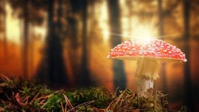 Alle volgers van de Fleur Bloemen Stichting wens ik een fijn weekend toe. Geniet van het extra uurtje herfst en van elkaar!🫶