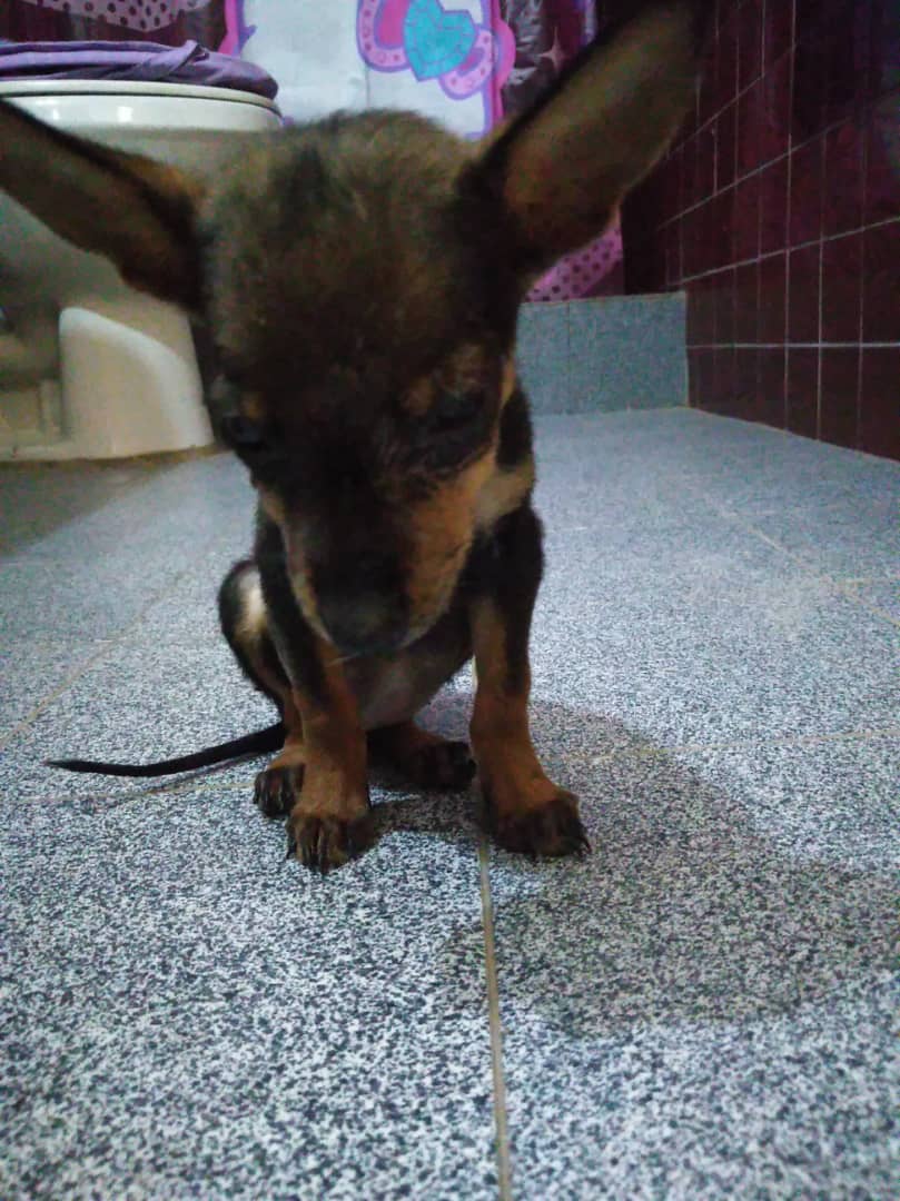 Encontré ayer esta cachorra mestiza de Pincher, delgada y posiblemente anemica. No puedo hacerme cargo económicamente si alguien está interesado en adoptarla y brindarle una oportunidad contactarme Caracas/La Guaira 04242638017 favor RT