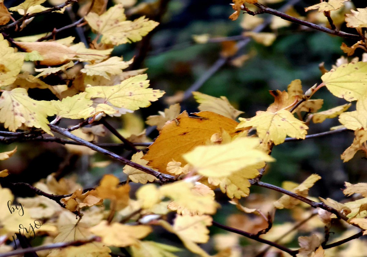 #syksy #luonto #valokuvaus #autumn #nature #photography #NaturePhotography