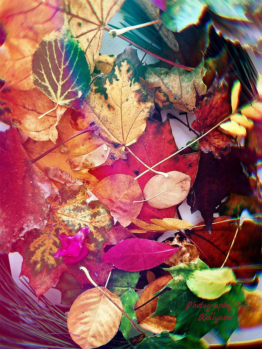 Leaves of AUTUMN #Autumn #FALL #X #autumnfall #AutumnVibes #ArtistOnTwitter #artgallery #photography #artistcommunity #ArtistsOnTwitterCommunity #photographers #Photographie #Twitter #twitterphotography #artistsoninstagram #artists #artist