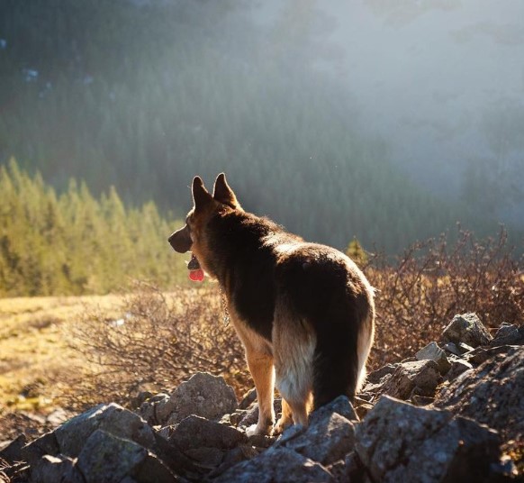 xdogworld's tweet photo. 🤩🤩🤩🤩#dog, #dogsofinstagram, #doglife, #dogs, #doglovers, #dogoftheday, #dogmom, #doglove, #dogmodel, #dogsitting, #dogtraining, #dogstagram #dogsofinstaworld, #dogofinstagram, #doggrooming, #dogslife, #dogs_of_instagram, #doggy, #dogsofig, #dogsofinsta, https://t.co/J0W5ti9AyE