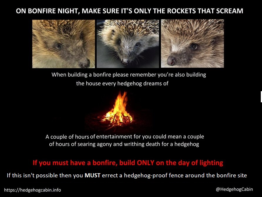<a href="/BeachBonkersHQ/">Kate</a> No, it certainly isn't enough.
Unlike most mammals, hedgehogs don't have the Flight or Fight Response to danger. So no matter how frightened they are, they don't bite, and they don't run away. 
Their response to danger is to curl up into a protective ball and wait untill the