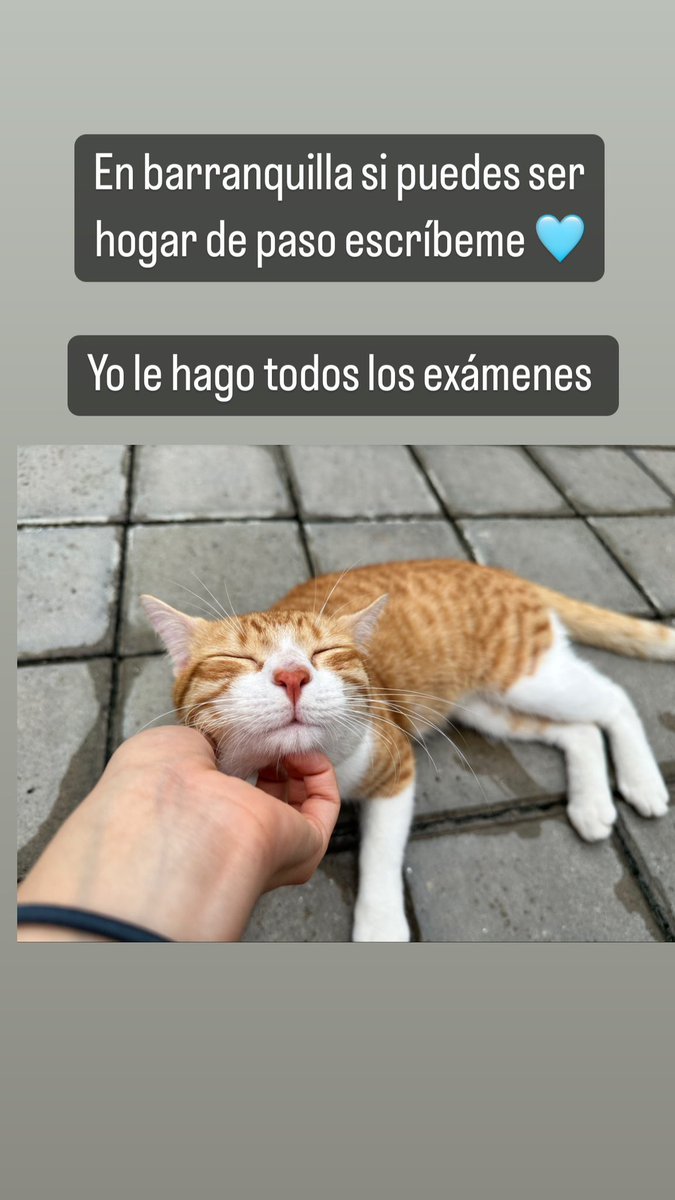 lithiumsodium_'s tweet photo. Busco hogar de paso en barranquilla 🥹🩵🙏🏼 https://t.co/J712vtDS7R