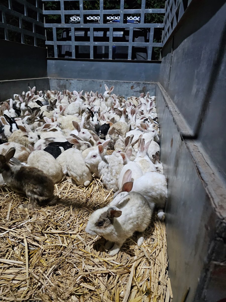 dilthi_gujarati's tweet photo. "VADODARA PANJRAPOL SANSTHA" - Animal Activists &amp; Bapod Police Saved 195/200 Artificially Bred Rabbits Transported to Reliance Jamnagar to be sold to Pharmaceutical Companies for Cruel Animal Testing on them. #AnimalTest @animalsavemvmt @JesudossAsher @Vadcitypolice https://t.co/RfeKrSdmbn