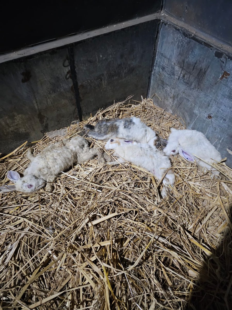 dilthi_gujarati's tweet photo. "VADODARA PANJRAPOL SANSTHA" - Animal Activists &amp; Bapod Police Saved 195/200 Artificially Bred Rabbits Transported to Reliance Jamnagar to be sold to Pharmaceutical Companies for Cruel Animal Testing on them. #AnimalTest @animalsavemvmt @JesudossAsher @Vadcitypolice https://t.co/RfeKrSdmbn