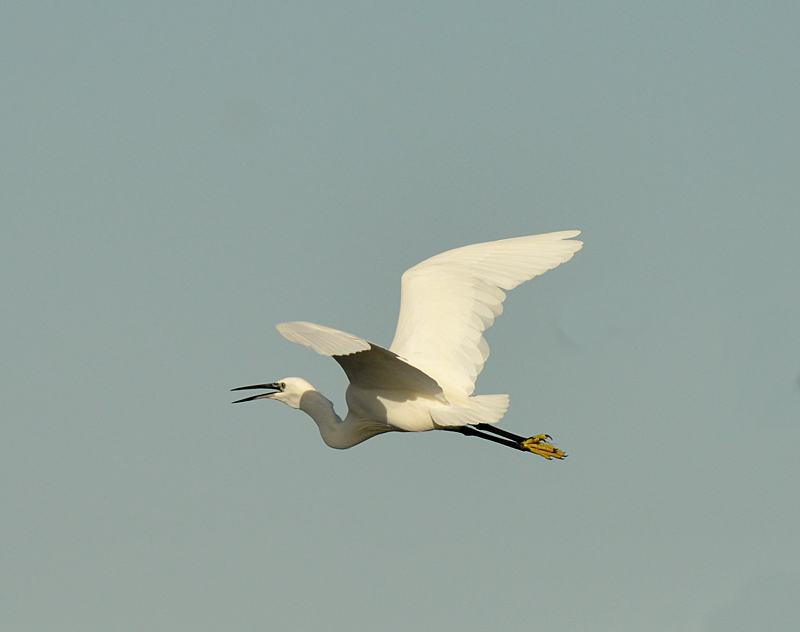 Andrew Cleave (@andrewcleave) on Twitter photo Plenty of action at <a href="/LymKeyRanger/">Lymington-Keyhaven Nature Reserve</a> Fishtail Lagoon with lots of birds in flight, including juv Goosander, Great Black-backed Gull, Grey Heron and Little Egret. <a href="/BirdAwareSolent/">Bird Aware Solent 🦆</a> <a href="/HOSbirding/">Hampshire Ornithological Society</a> #TwitterNaturePhotography Plenty of action at <a href="/LymKeyRanger/">Lymington-Keyhaven Nature Reserve</a> Fishtail Lagoon with lots of birds in flight, including juv Goosander, Great Black-backed Gull, Grey Heron and Little Egret. <a href="/BirdAwareSolent/">Bird Aware Solent 🦆</a> <a href="/HOSbirding/">Hampshire Ornithological Society</a> #TwitterNaturePhotography