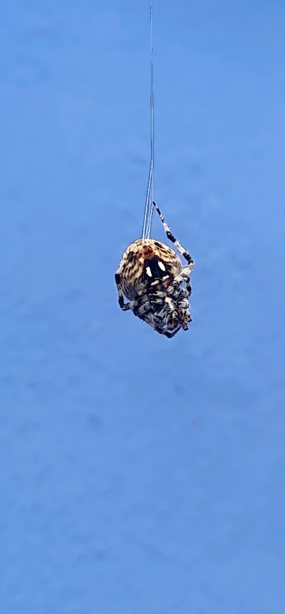 foresillo89's tweet photo. Buenos días @Arachno_Cosas, podrias ayudarme a identificar a esta pequeña? https://t.co/YnGfTkozQT