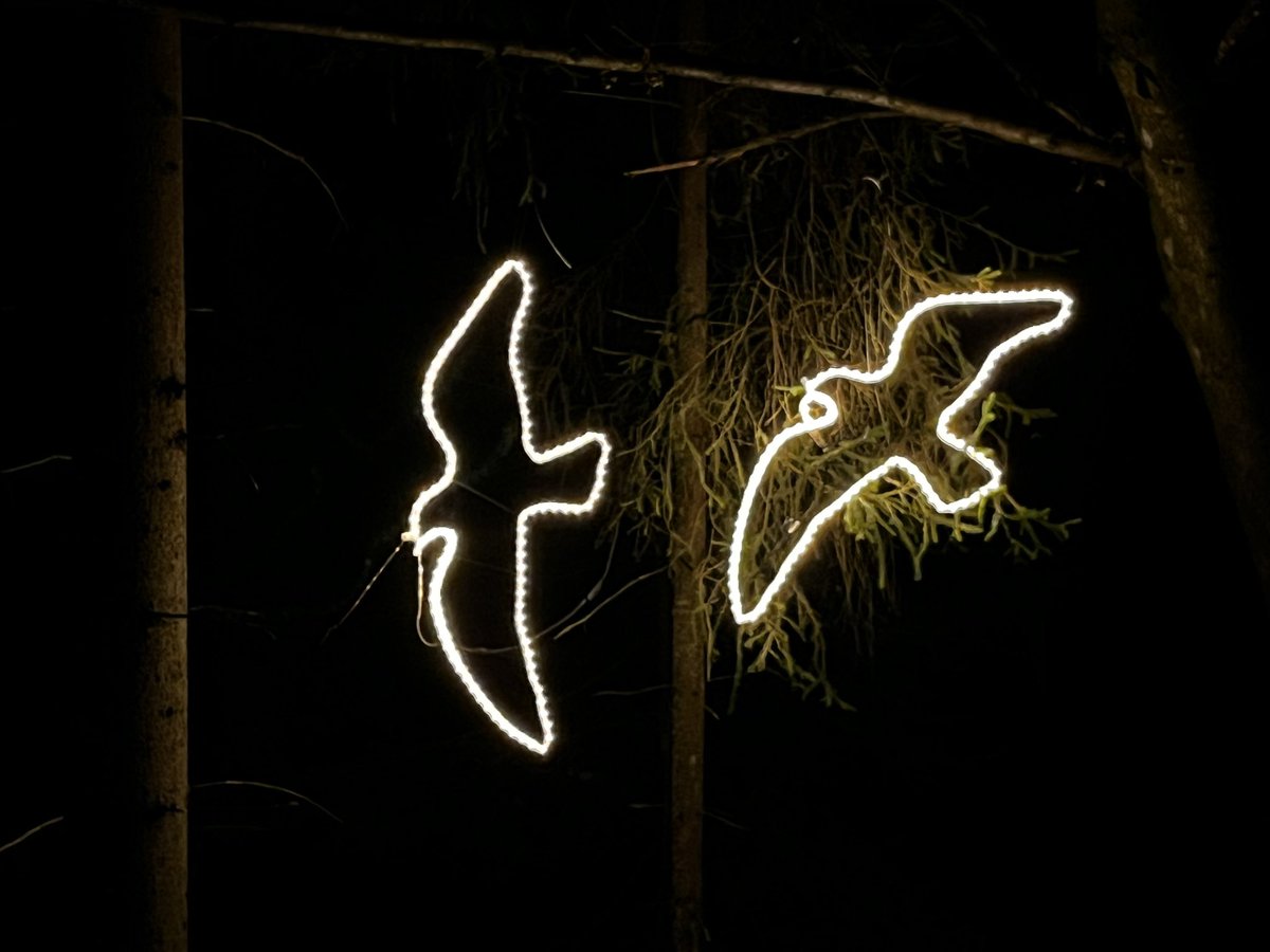 herranen_jari's tweet image. Step into a magical world of light and nature at #Valopoku in #Tampere. #LightArt #Forest