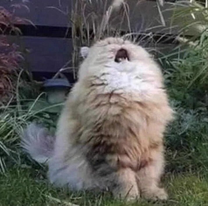 Calling Nantwich residents, what song is that his pussy singing?