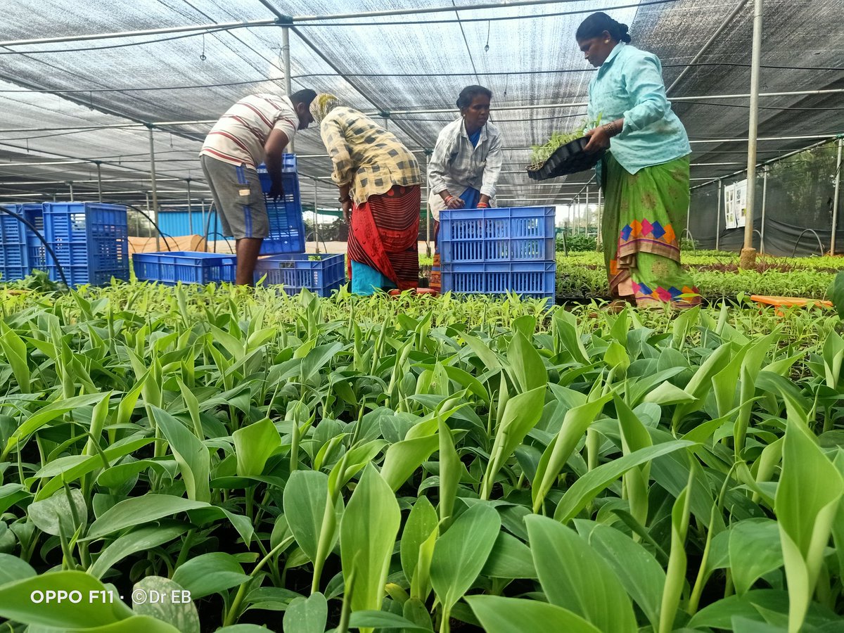 Importing knowledge on banana diseases and Ai app TUMAINI to banana women nursery workers.South India.Tamil Nadu.Sankar Biotech banana tissue culture laboratory Nursery workers.<a href="/MICHAELSELVARA7/">MICHAEL GOMEZ SELVARAJ - Phenomics Lab</a> <a href="/BiovIntCIAT_eng/">Alliance of Bioversity International and CIAT</a> <a href="/Monica_CIAT/">Monica Carvajal</a>