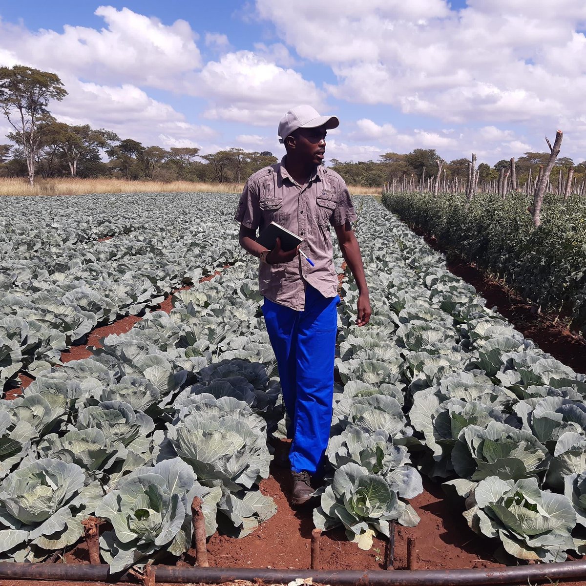 Wenceslous Nyamupfukudza tweet media