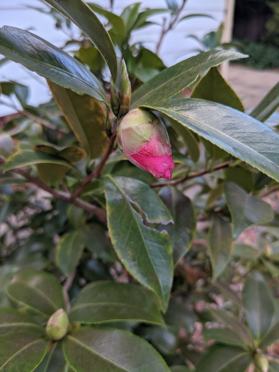 Now 2.4°C FL 0.4°c Max 26c 🌤️🌤️

G'day Grubbers 😝😝

<a href="/randlight/">Mari R</a> <a href="/RBJRON/">💧Ron Jones❄💧</a> <a href="/belungerer/">Insouciant Samuel - gibberish spoken here 👍🏽</a> <a href="/judbell43/">Judith Bell</a> <a href="/KoparaFallsKid/">💧Robyn D💉x 6</a> <a href="/JoJomills13/">Jo Mills</a> et al 

My Budding Camellia