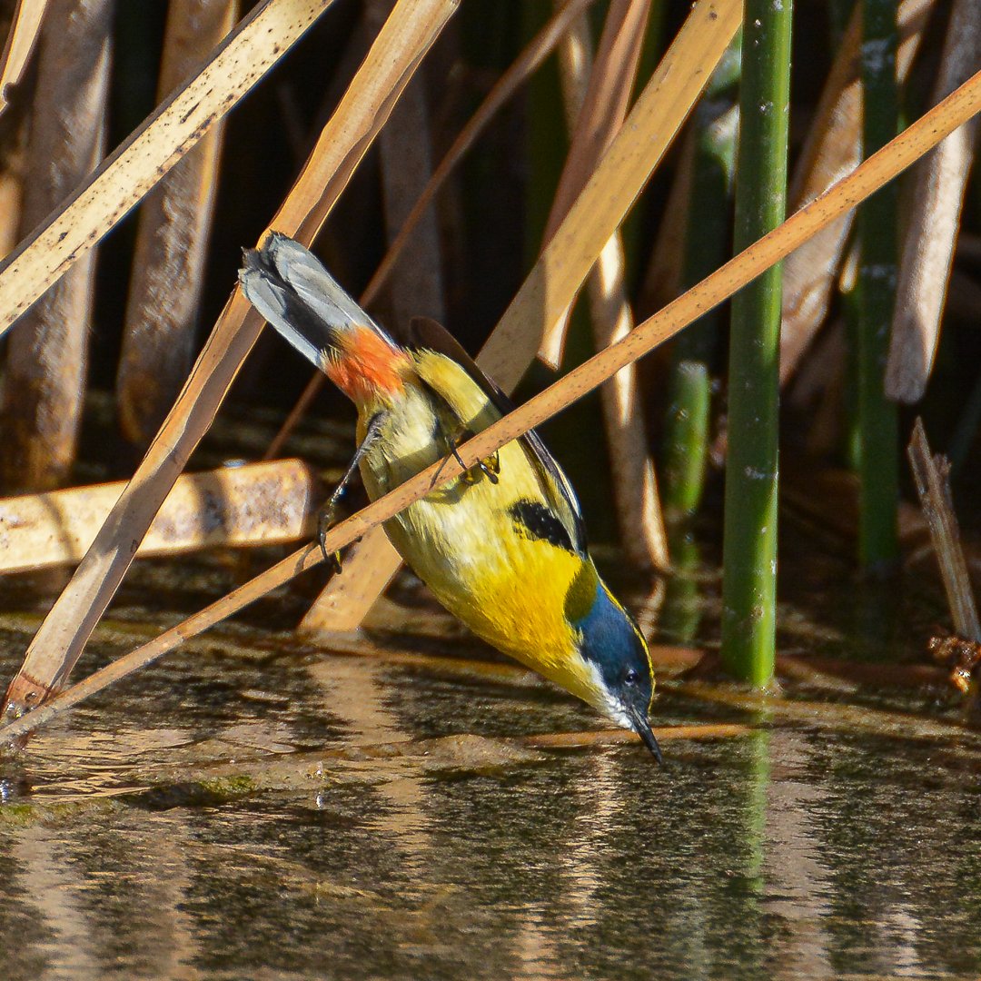 Es la estrella del momento y estamos de acuerdo: TODOS AMAMOS A FIU 💖

Pero, ¿conoces realmente al pájaro de siete colores? Esta ave vive especialmente en humedales y lo puedes encontrar entre Tarapacá y Magallanes... ¡En casi todo Chile! 😯