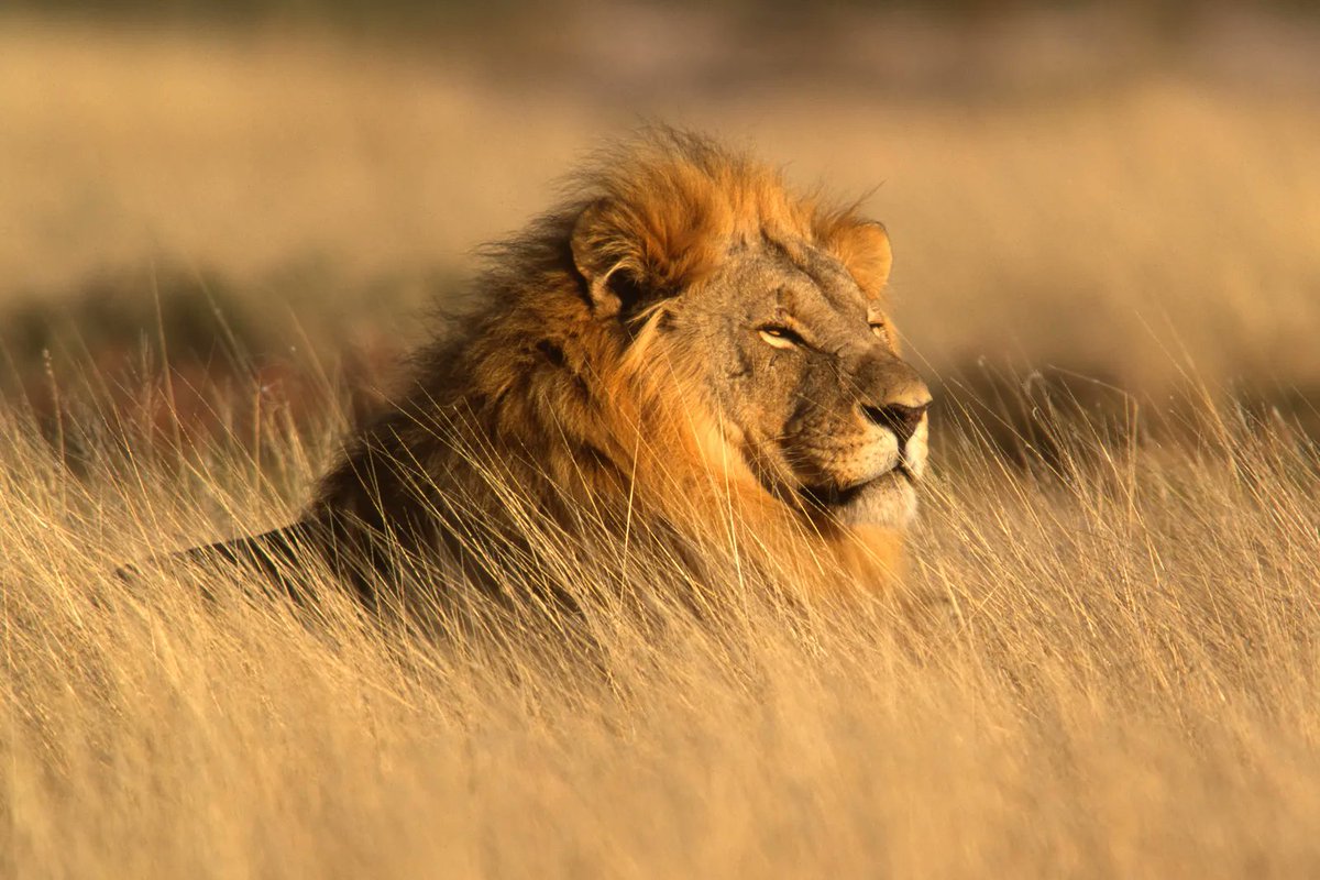 The lion, king of the savanna, surveys its domain with majestic grace. Its powerful roar echoes through the endless plains.
#AfricaTourism #VisitAfrica #AfricanSafari #AfricanWildlife #AfricanAdventure #AfricaTravel #AfricaIsNow #TravelAfrica #ExploreAfrica #AfricaIsMyHome