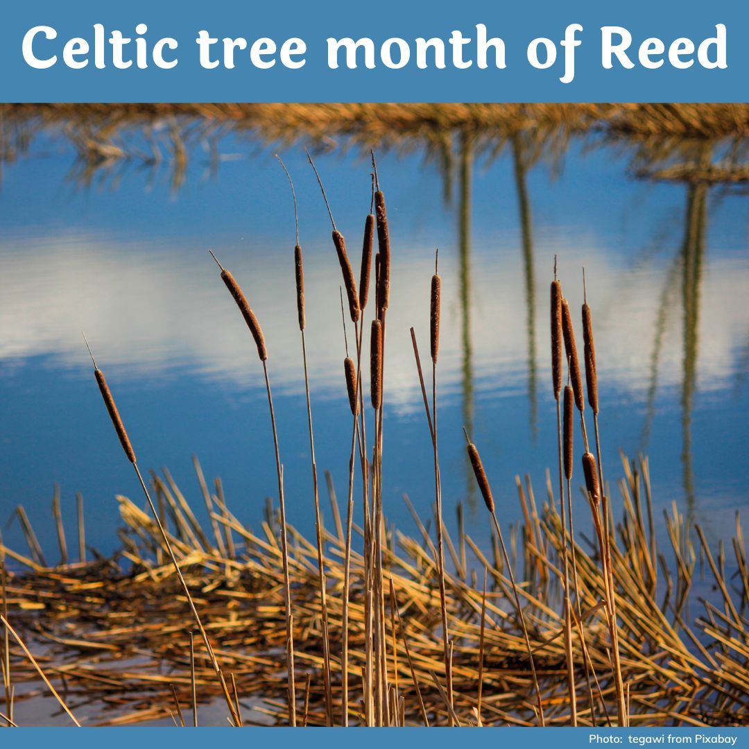 SaF_Spellworks's tweet photo. In Celtic mythology the reed is most associated with Brigid, goddess of poetry, smithcraft and healing. Brigid’s crosses are traditionally woven from reed and are hung inside homes for protection from fire and evil spirits. https://t.co/34USM5hbqS