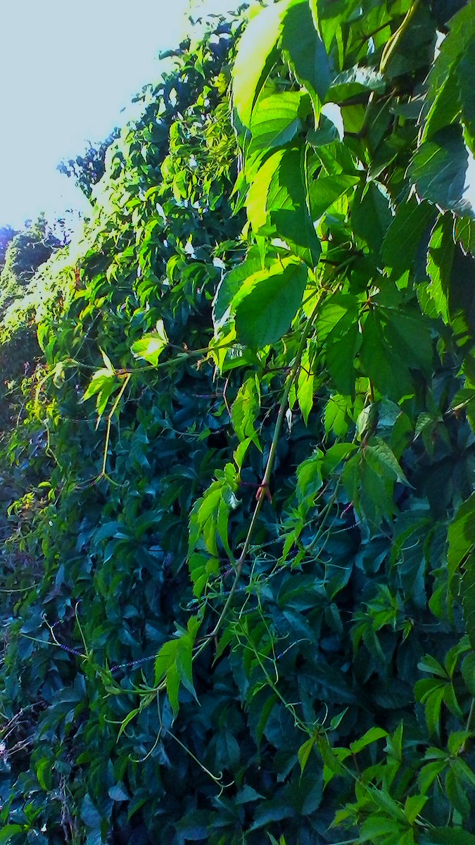 LiliaHagane's tweet photo. Wild grape
#autumn #fall #photo #photography #photooftheday #leaves #autumnleaves #nature #beautiful #NatureBeauty #naturelover #NaturePhotograhpy #NatureIsHealing #AutumnVibes #wildgrape #grape #秋 #秋葉 #自然 #美しい #フォト https://t.co/R2nuRdDRiC