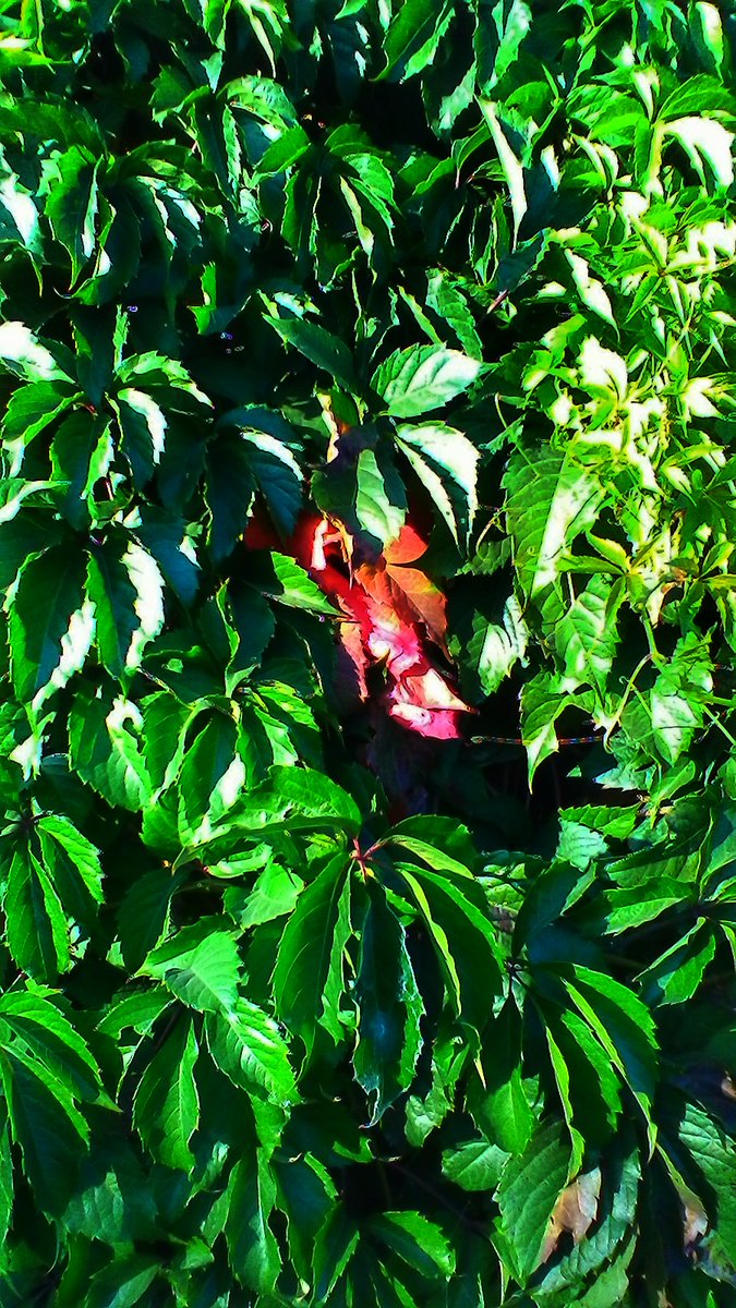 LiliaHagane's tweet photo. Wild grape 2
#autumn #fall #photo #photography #photooftheday #leaves #autumnleaves #nature #beautiful #NatureBeauty #naturelover #NaturePhotograhpy #NatureIsHealing #AutumnVibes #wildgrape #grape #秋 #秋葉 #自然 #美しい #フォト https://t.co/ihMyl1dOzg