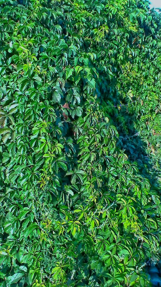 LiliaHagane's tweet photo. Wild grape 3
#autumn #fall #photo #photography #photooftheday #leaves #autumnleaves #nature #beautiful #NatureBeauty #naturelover #NaturePhotograhpy #NatureIsHealing #AutumnVibes #wildgrape #grape #秋 #秋葉 #自然 #美しい #フォト https://t.co/spyGPAFNGF