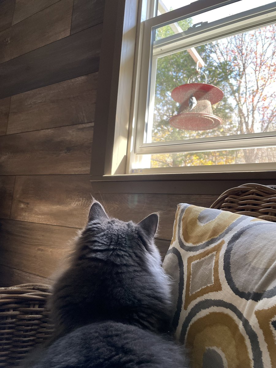 Good day for bird watching