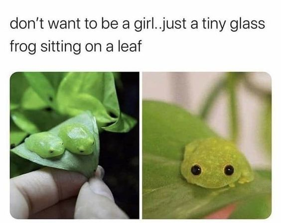 WholesomeMemes (@wholesomememe) on Twitter photo 