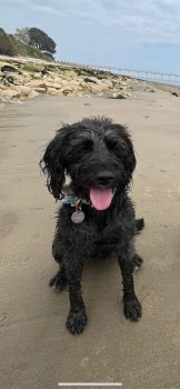 millypod1's tweet photo. JULIE IS HOME. THANKS FOR RT's 😊🐕🐾
🆘21 OCT 2023 #Lost JULIE #ScanMe
YOUNG Black Cockerpoo Female
Hoglands Park #Southampton #SO14
last spotted nr Basepoint on Anderson Road at 20:15. https://t.co/lIq1gBvKE4 https://t.co/dex2WnHBfs