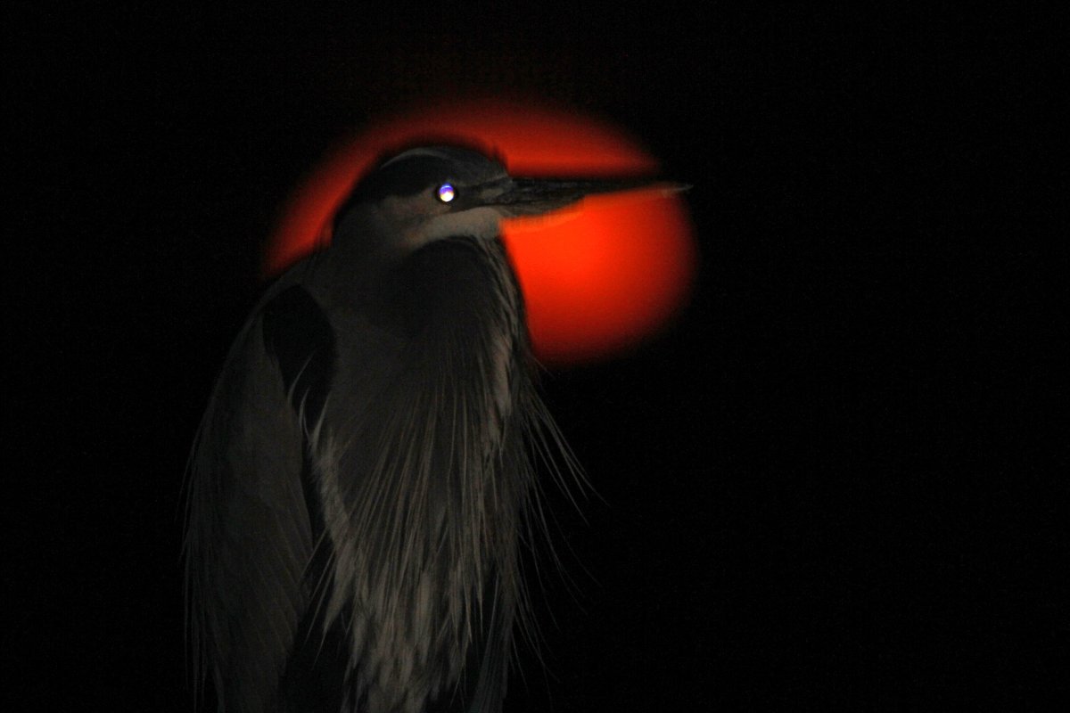 Great blue heron with full moon setting at Gloucester Point. <a href="/GloMtwsGJ/">Gazette-Journal</a> <a href="/gloquips/">GLOQuips Newsmagazine</a> <a href="/13NewsNow/">13News Now</a> <a href="/VLMuseum/">Virginia Living Museum</a>